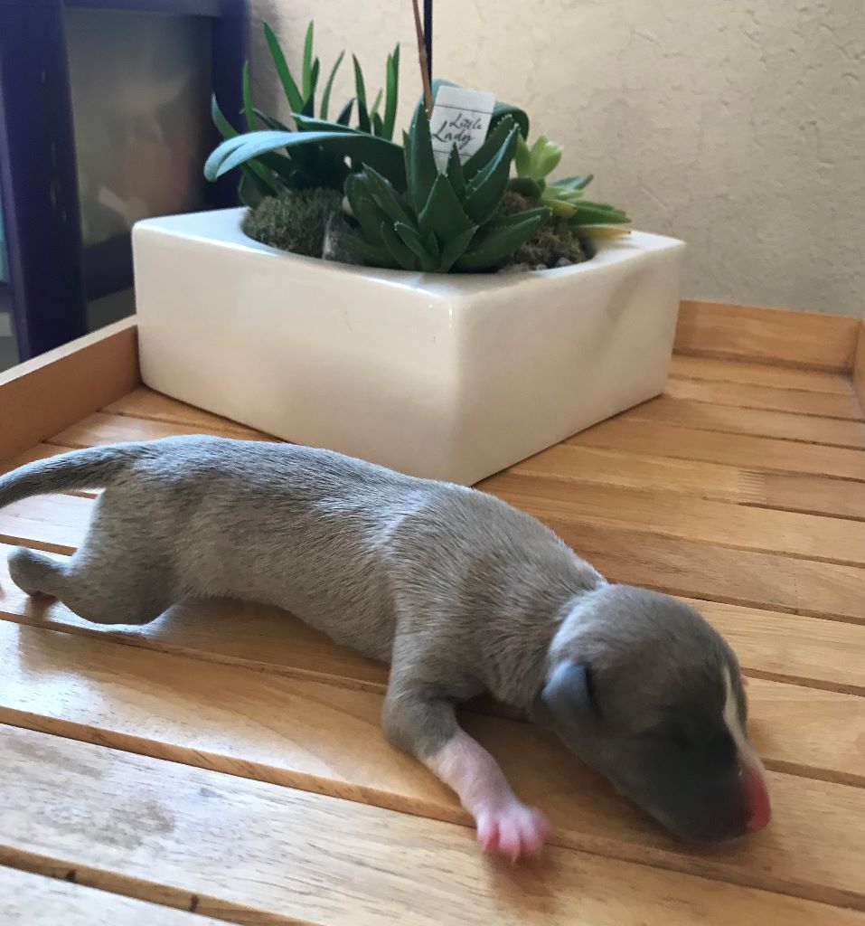 Liza's Dream - Chiot disponible  - Whippet