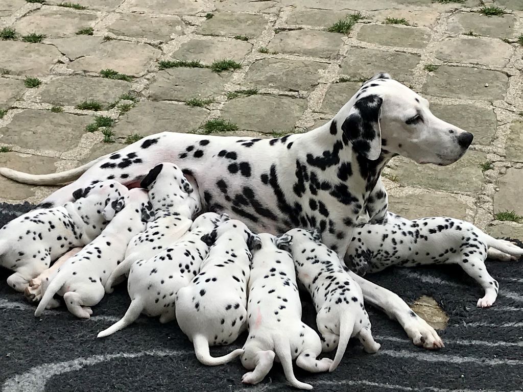 chiot Dalmatien Liza's Dream