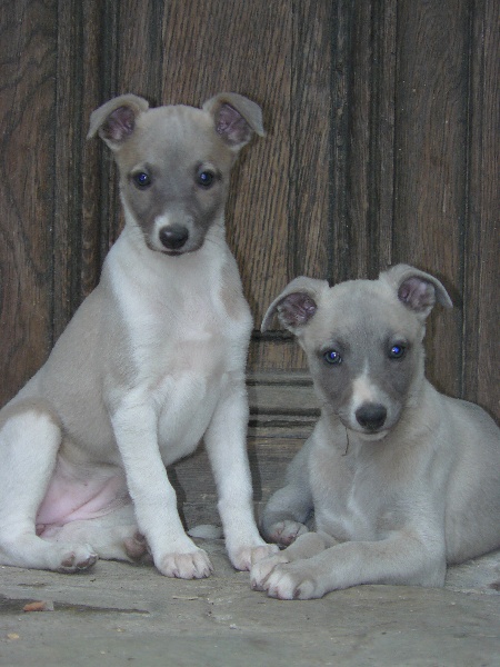 Liza's Dream - Whippet - Portée née le 19/06/2010